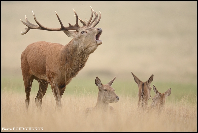 Cerf laphe (cervus elaphus) par Pierre BOURGUIGNON, photographe animalier, Belgique