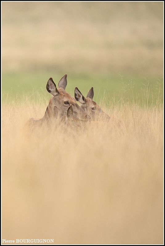 Cerf laphe (cervus elaphus) par Pierre BOURGUIGNON, photographe animalier, Belgique