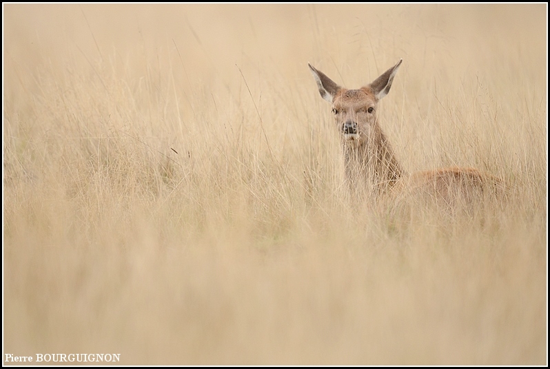 Cerf laphe (cervus elaphus) par Pierre BOURGUIGNON, photographe animalier, Belgique