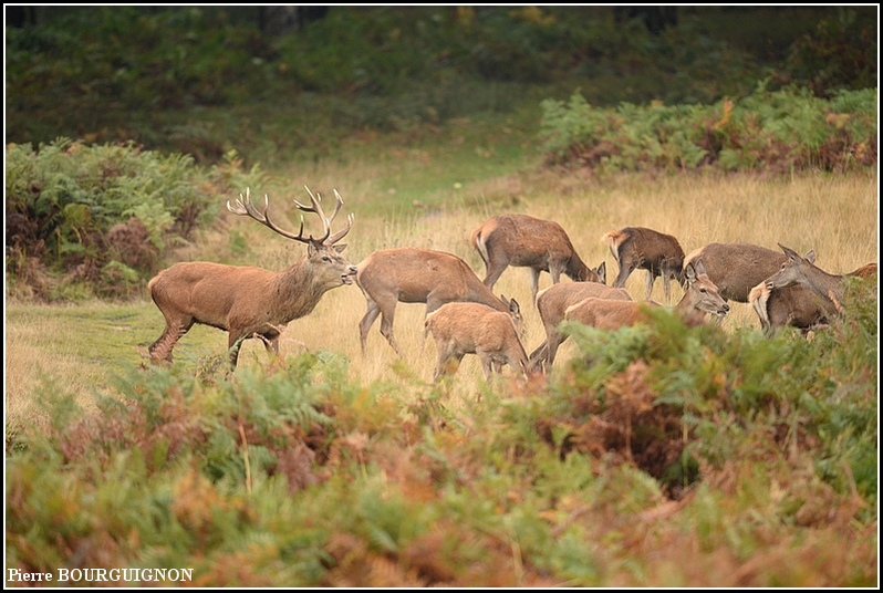 Cerf laphe (cervus elaphus) par Pierre BOURGUIGNON, photographe animalier, Belgique