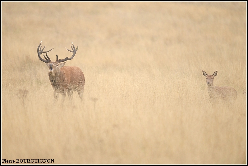 Cerf laphe (cervus elaphus) par Pierre BOURGUIGNON, photographe animalier, Belgique