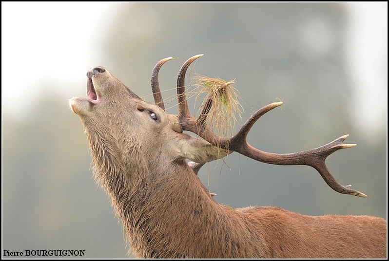 Cerf laphe (cervus elaphus) par Pierre BOURGUIGNON, photographe animalier, Belgique