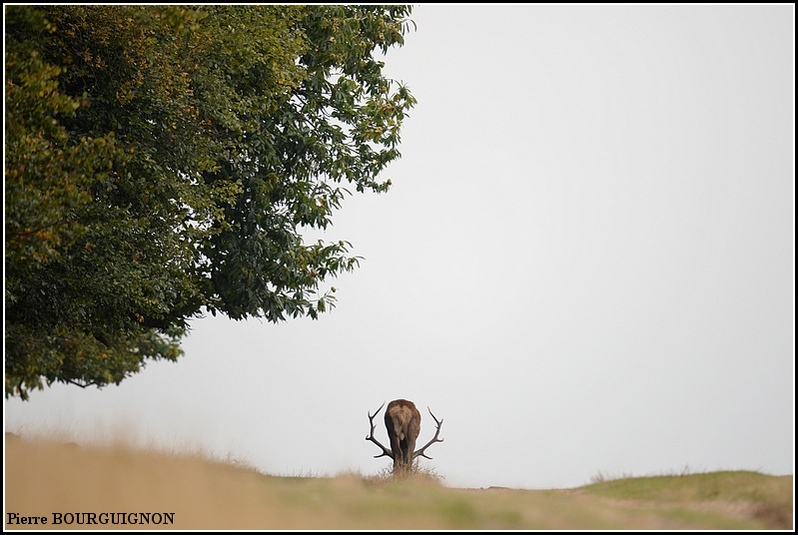 Cerf laphe (cervus elaphus) par Pierre BOURGUIGNON, photographe animalier, Belgique