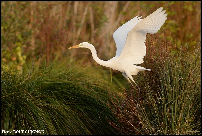 Grande aigrette (Ardea alba) par Pierre BOURGUIGNON, photographe animalier, Belgique