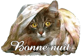 nuit - Chat sous plaid nuit - Chat sous plaid