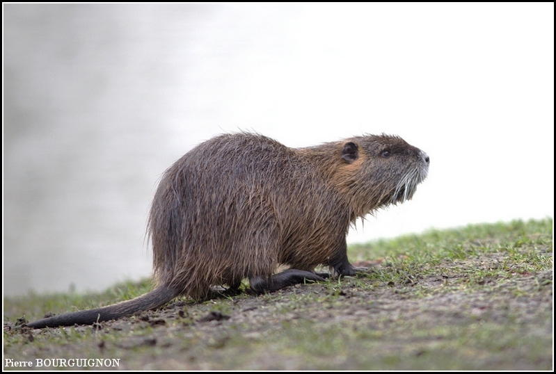 Ragondin (Myocastor coypus) par Pierre BOURGUIGNON, photographe animalier belge