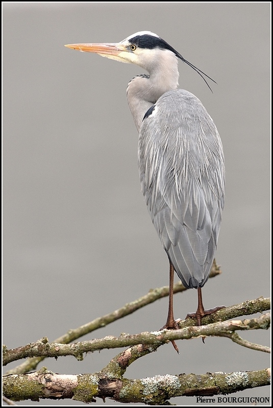 H�ron cendr� (Ardea cinerea) par Pierre BOURGUIGNON, photographe animalier