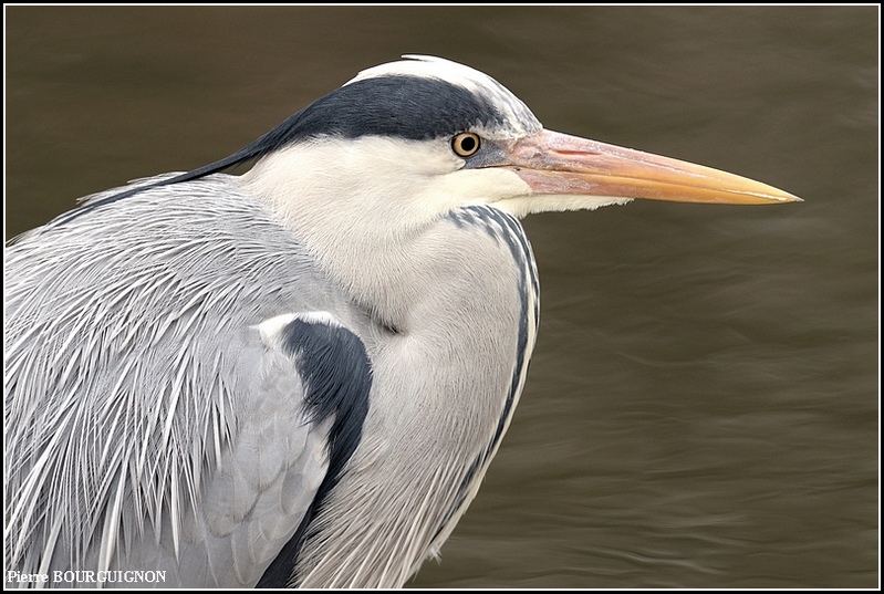 H&eacute;ron cendr&eacute; (Ardea cinerea) par Pierre BOURGUIGNON, photographe animalier, Belgique