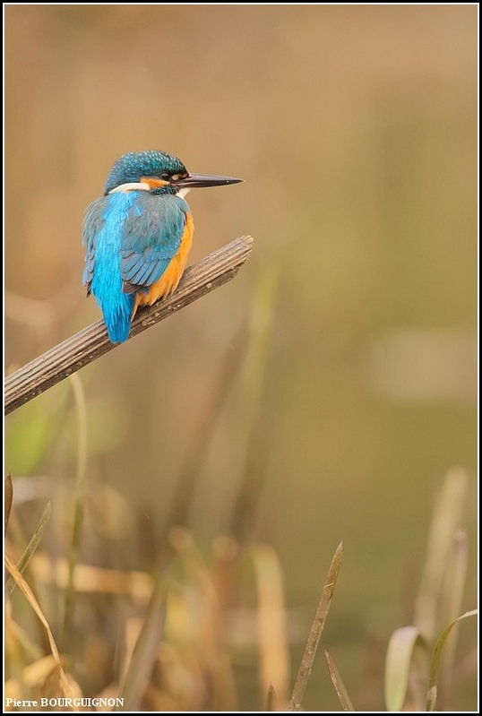Martin-pcheur d'Europe (Alcedo atthis) par Pierre BOURGUIGNON, photographe animalier, Belgique