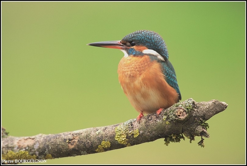 Martin-pcheur d'Europe (Alcedo atthis) par Pierre BOURGUIGNON, photographe animalier, Belgique