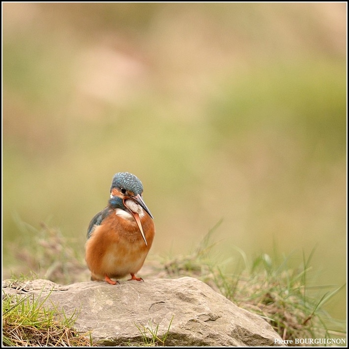 Martin-pcheur d'Europe (Alcedo atthis) par Pierre BOURGUIGNON, photographe animalier, Belgique