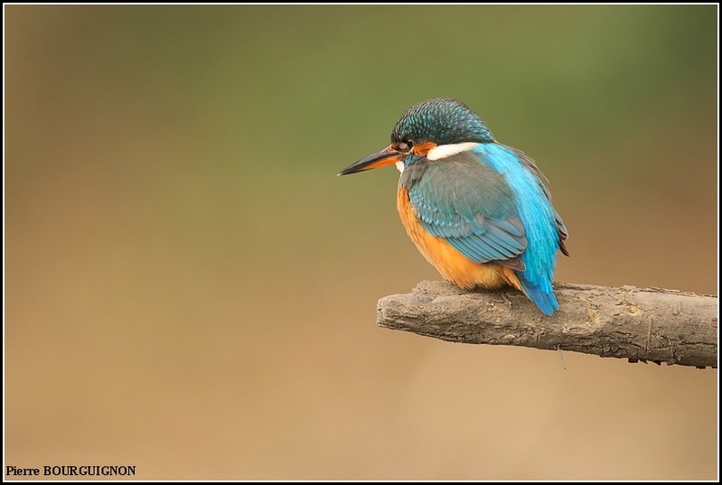 Martin-pcheur d'Europe (Alcedo atthis) par Pierre BOURGUIGNON, photographe animalier, Belgique