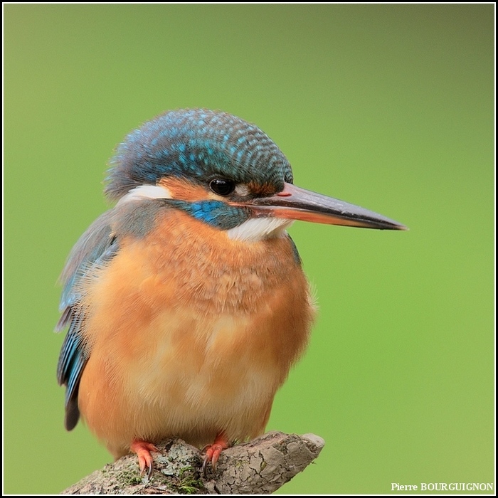 Martin-pcheur d'Europe (Alcedo atthis) par Pierre BOURGUIGNON, photographe animalier, Belgique