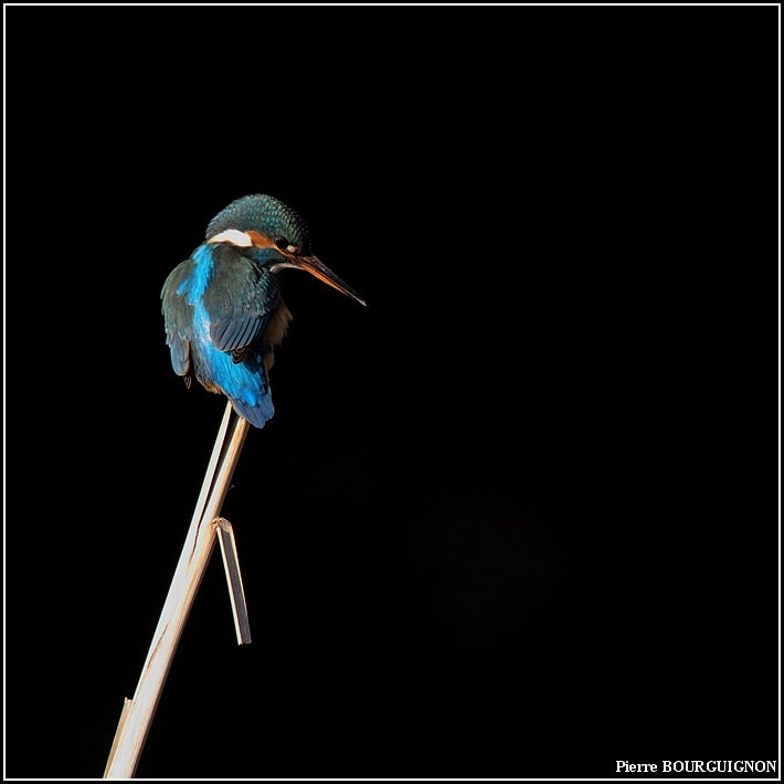 Martin-pcheur d'Europe (Alcedo atthis) par Pierre BOURGUIGNON, photographe animalier, Belgique