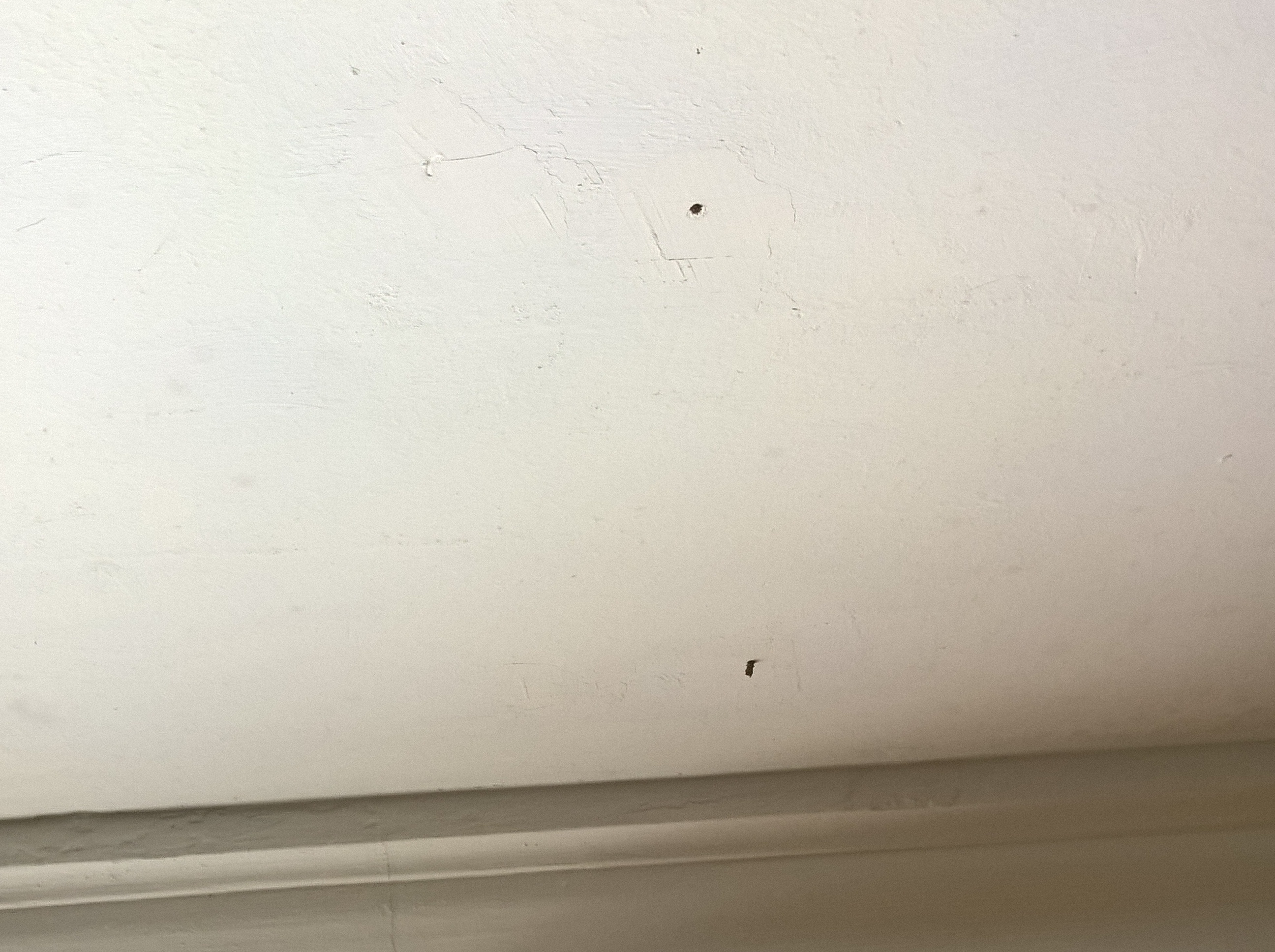 Gusanos en el techo. Ayuda.