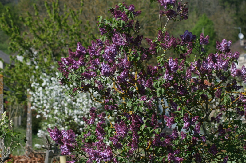 sexe dans le jardin la reference sexe sexe dans le jardin la reference sexe