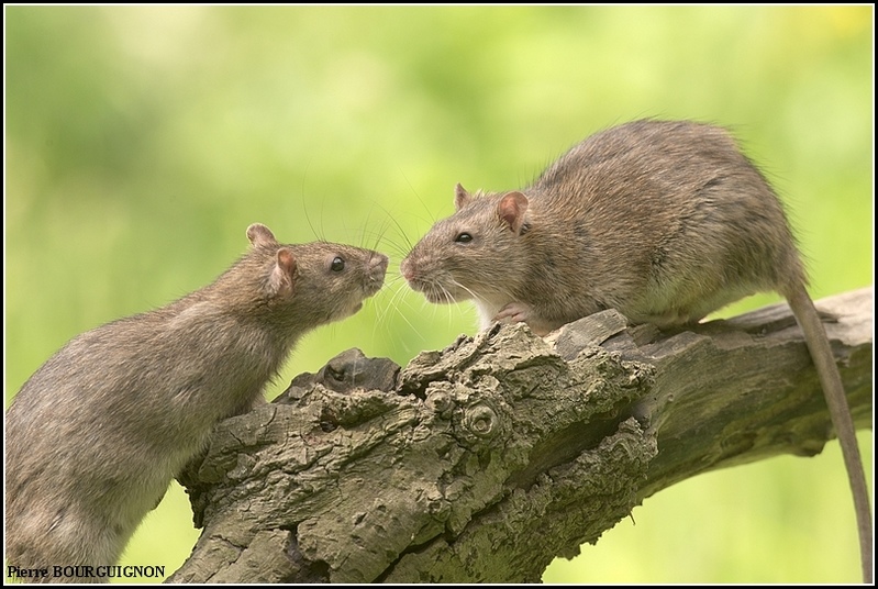 Rat brun, surmulot (Rattus norvegicus) par Pierre BOURGUIGNON, photographe animalier, Belgique