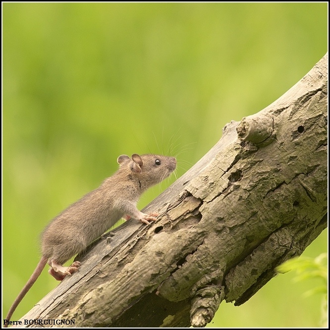 Rat brun, surmulot (Rattus norvegicus) par Pierre BOURGUIGNON, photographe animalier belge