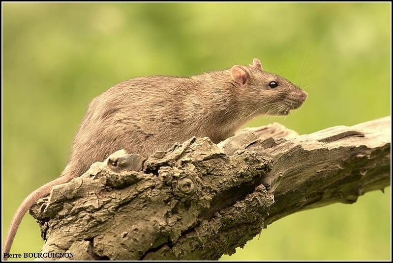 Rat brun, surmulot (Rattus norvegicus) par Pierre BOURGUIGNON, photographe animalier, Belgique