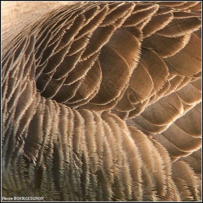 Bernache du Canada (Branta canadensis) par Pierre BOURGUIGNON, photographe animalier, Belgique