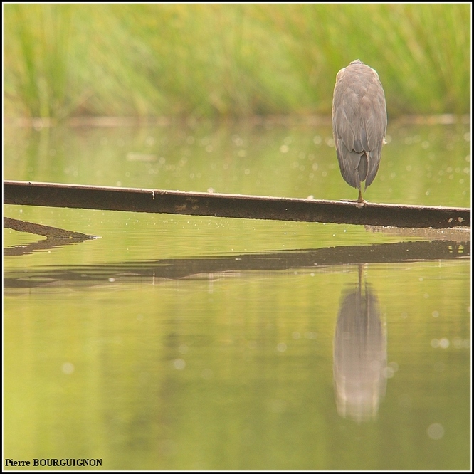 H&eacute;ron cendr&eacute; (Ardea cinerea) par Pierre BOURGUIGNON, photographe animalier, Belgique