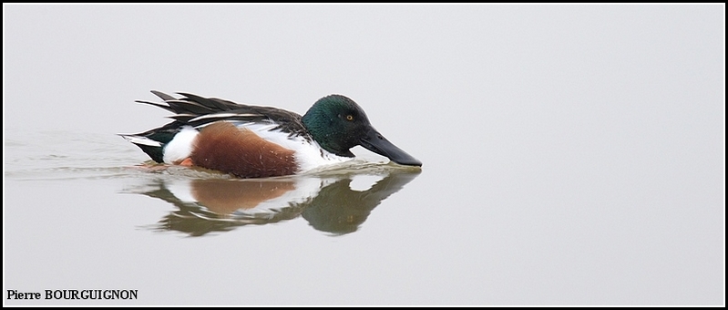 Canard souchet (Anas clypeata) par Pierre BOURGUIGNON, photographe animalier belge
