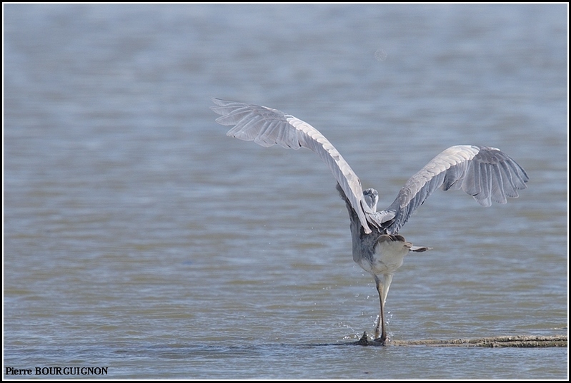H&eacute;ron cendr&eacute; (Ardea cinerea) par Pierre BOURGUIGNON, photographe animalier, Belgique
