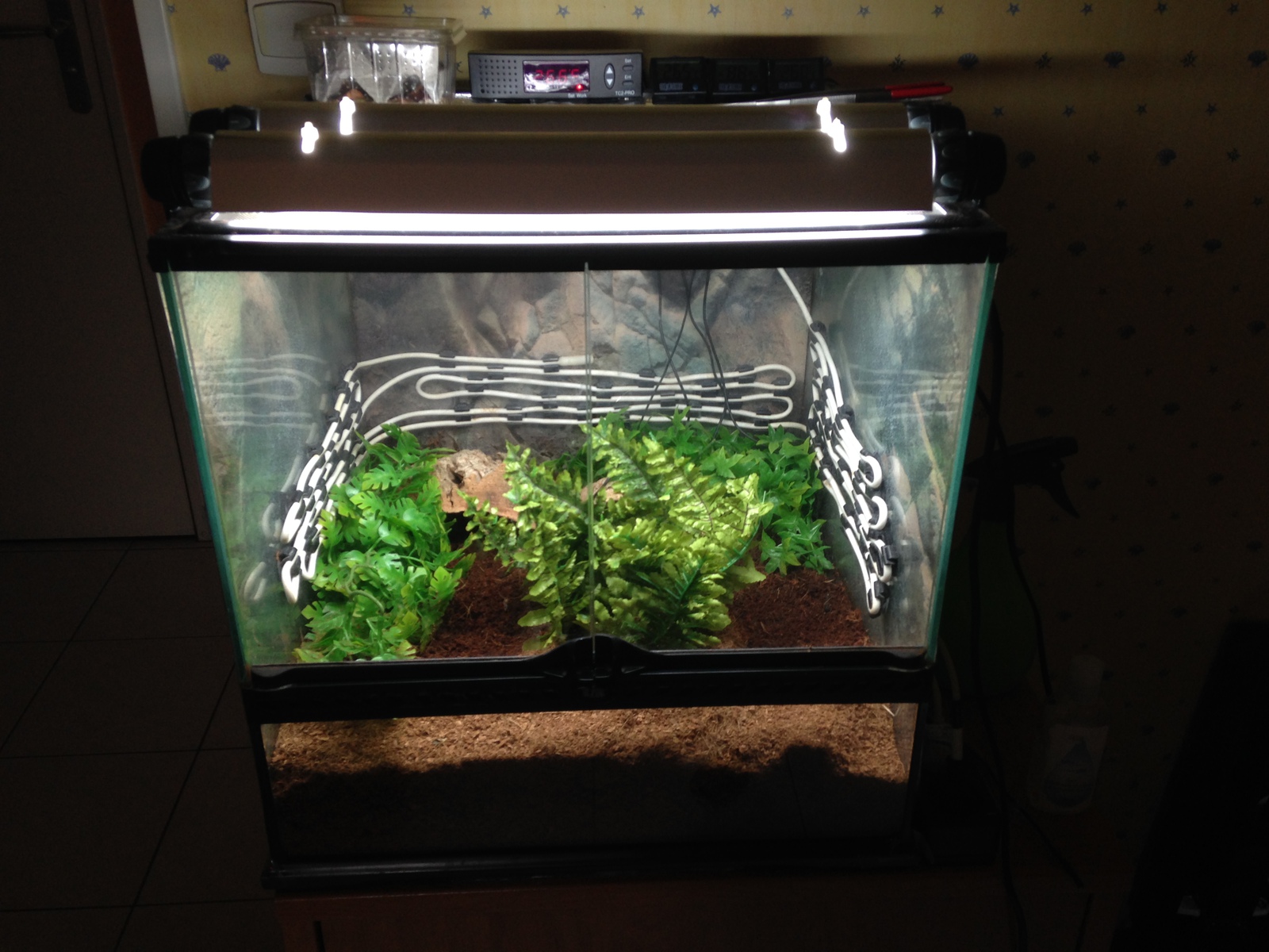 Pac man frog set up pics?