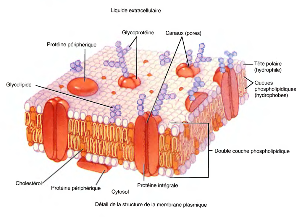 Les membranes cellulaires - Cours Pharmacie