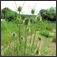 http://www.lagraineindocile.fr/2015/09/des-mauvaises-herbes_19.html