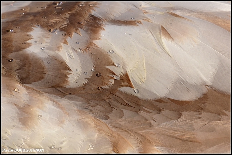Cygne tuberculé (Cygnus olor) par Pierre BOURGUIGNON, photographe animalier, Belgique