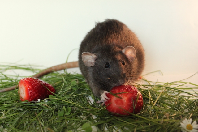 RAT'Z