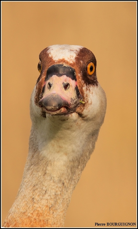 Ouette d'Egypte (Alopochen aegyptiaca) par Pierre BOURGUIGNON, photographe animalier, Belgique