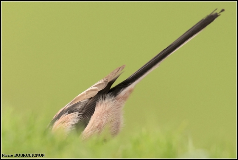 Mésange à longue queue (Aegithalos caudatus) par Pierre BOURGUIGNON, photographe animalier, Belgique