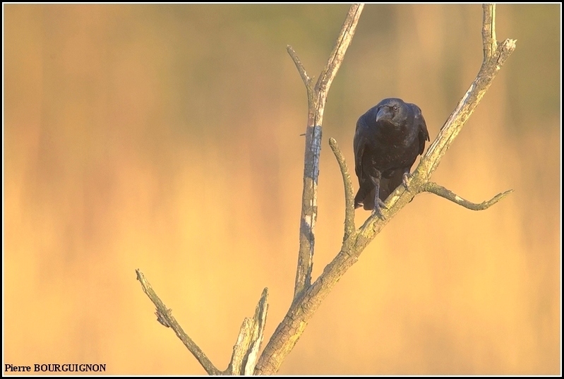 Corneille noire (Corvus corone) par Pierre BOURGUIGNON, photographe animalier belge
