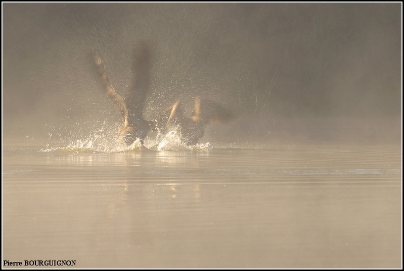 Bernache du Canada (Branta canadensis) par Pierre BOURGUIGNON, photographe animalier, Belgique