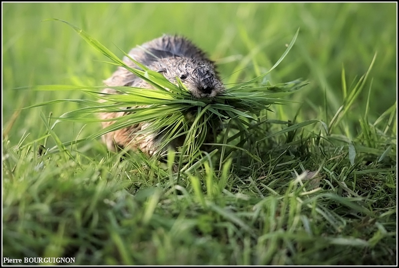 Rat musqué (Ondatra zibethicus) par Pierre BOURGUIGNON, photographe animalier, Belgique
