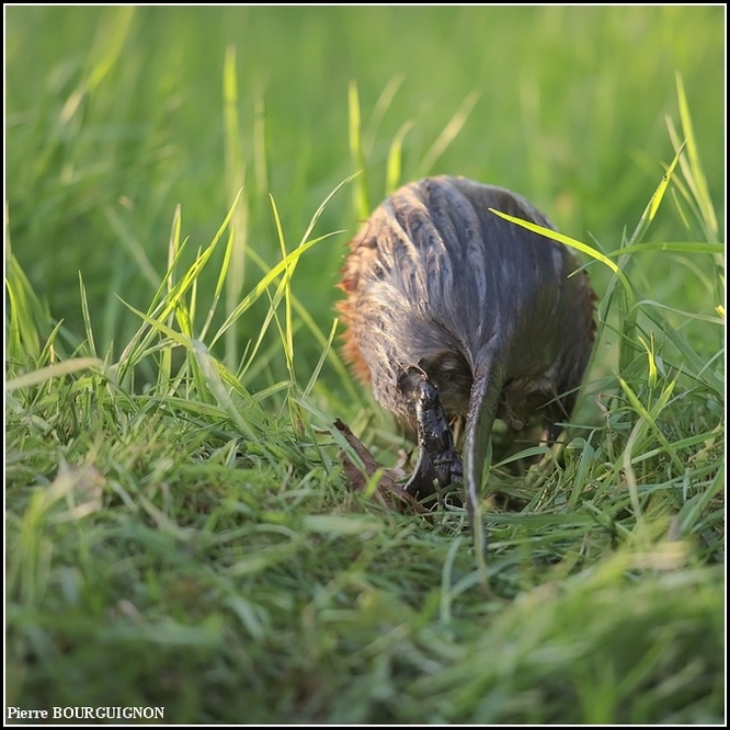 Rat musqué (Ondatra zibethicus) par Pierre BOURGUIGNON, photographe animalier, Belgique