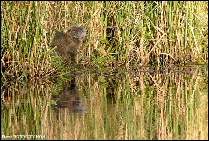 Ragondin (Myocastor coypus) par Pierre BOURGUIGNON, photographe animalier, Belgique