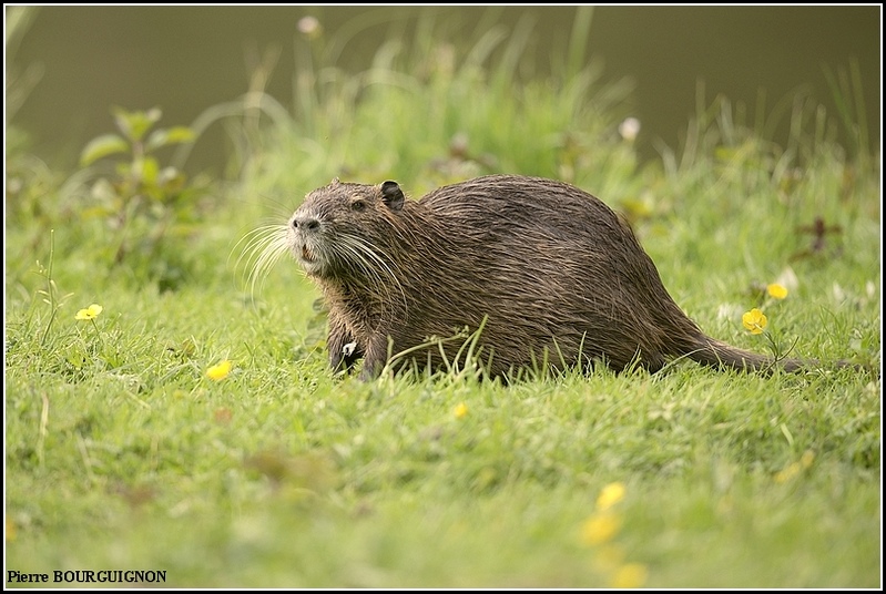 Ragondin (Myocastor coypus) par Pierre BOURGUIGNON, photographe animalier, Belgique