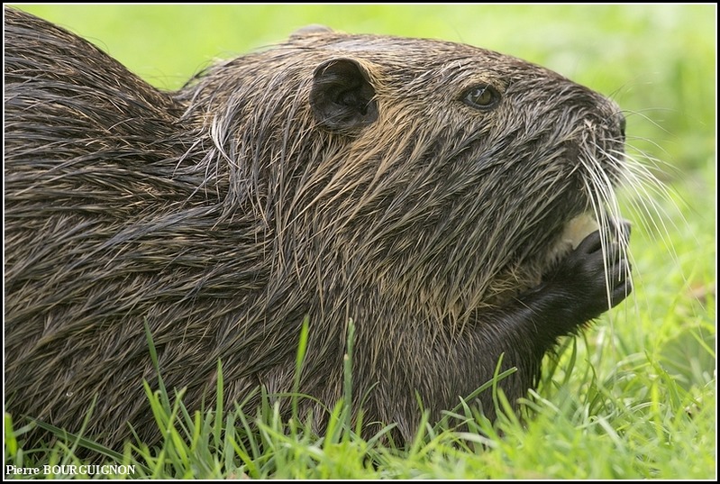 Ragondin (Myocastor coypus) par Pierre BOURGUIGNON, photographe animalier belge