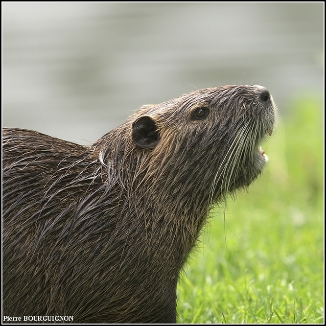 Ragondin (Myocastor coypus) par Pierre BOURGUIGNON, photographe animalier belge