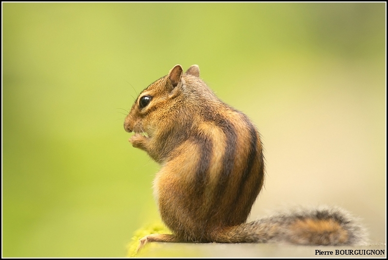 Tamia, écureuil de Corée, écureuil de Sibérie par Pierre BOURGUIGNON, photographe animalier, Belgique