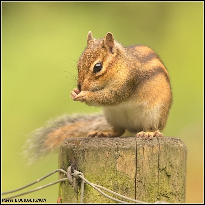 Tamia, écureuil de Corée, écureuil de Sibérie par Pierre BOURGUIGNON, photographe animalier