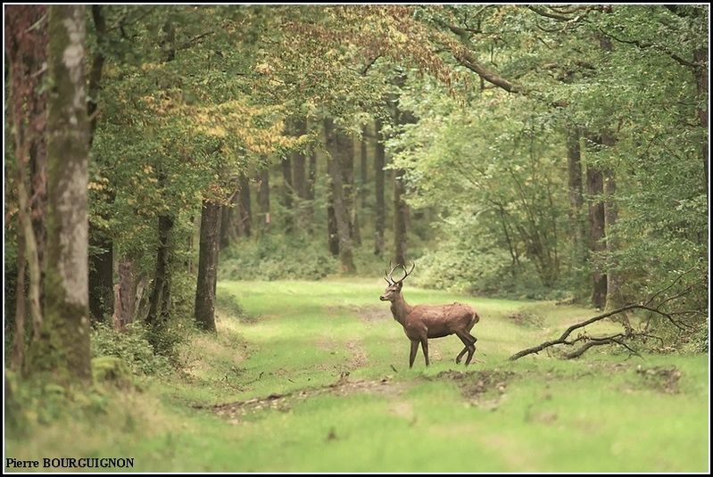 Cerf laphe (cervus elaphus) par Pierre BOURGUIGNON, photographe animalier / Belgique