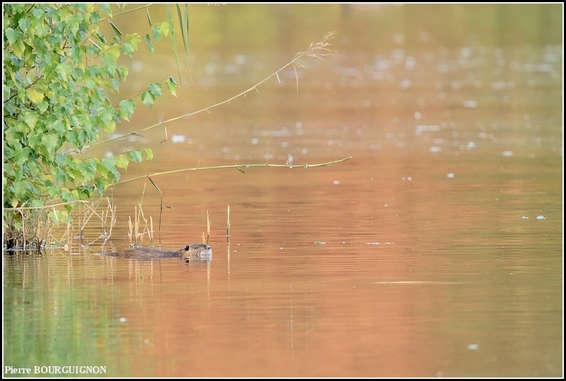 Ragondin (Myocastor coypus) par Pierre BOURGUIGNON, photographe animalier, Belgique