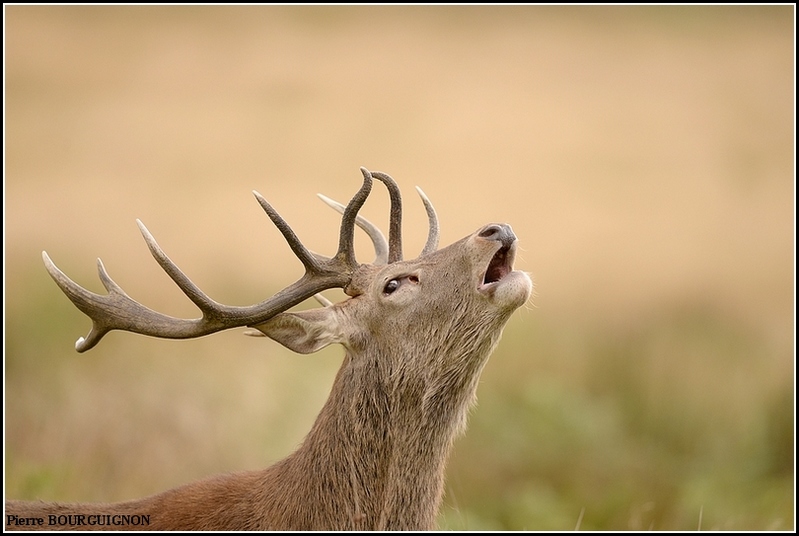 Brame du cerf laphe (cervus elaphus) par Pierre BOURGUIGNON, photographe animalier, Belgique