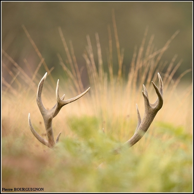 Cerf laphe (cervus elaphus) par Pierre BOURGUIGNON, photographe animalier, Belgique