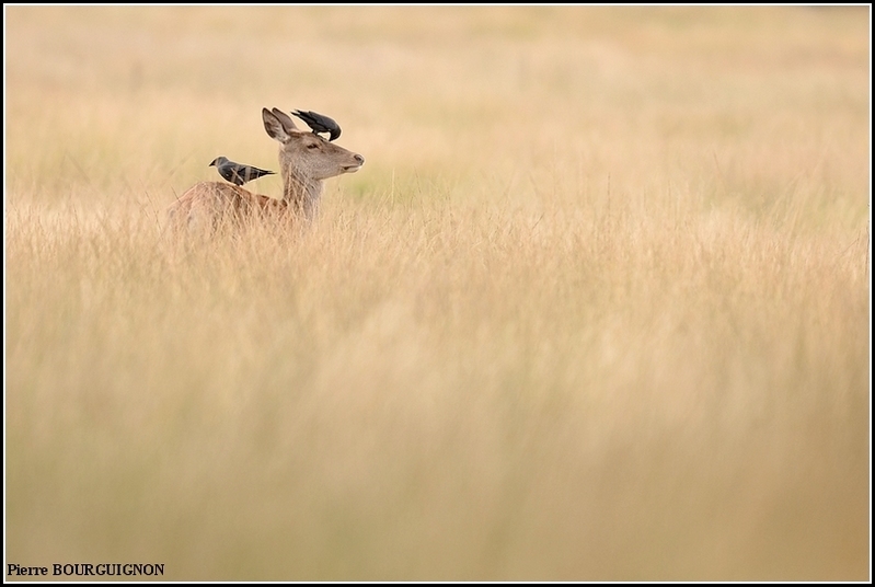 Cerf laphe (cervus elaphus) par Pierre BOURGUIGNON, photographe animalier, Belgique