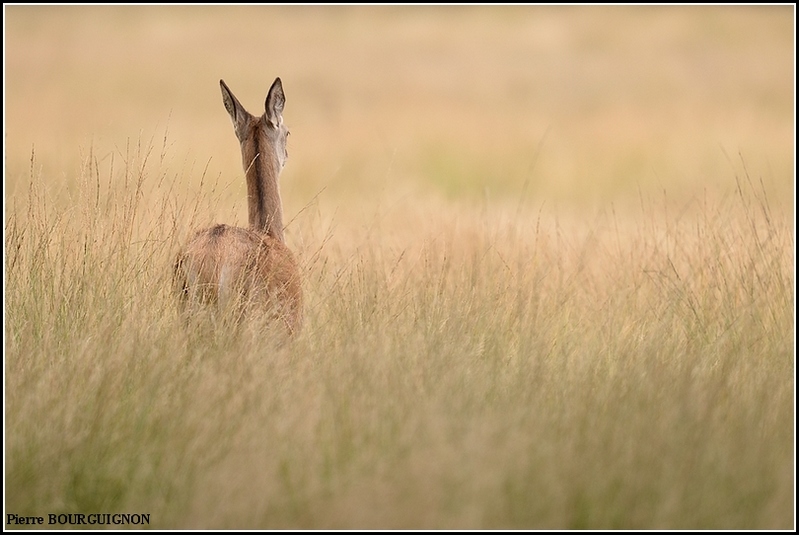 Cerf laphe (cervus elaphus) par Pierre BOURGUIGNON, photographe animalier, Belgique